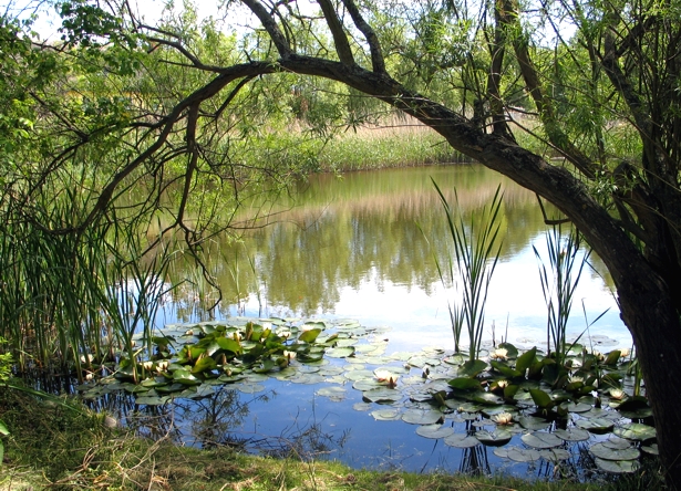 Blick �ber den Dorfteich